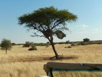 0050 Pirschfahrt in der Kalahari - Webervogelnest