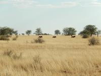 0052 Pirschfahrt in der Kalahari - Gnus
