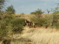 0053 Pirschfahrt in der Kalahari - Wasserböcke