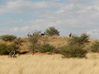 0054 Pirschfahrt in der Kalahari - Wasserböcke