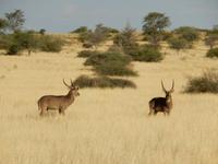 0055 Pirschfahrt in der Kalahari - Wasserböcke