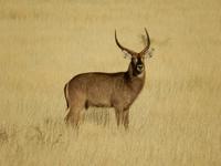 0057 Pirschfahrt in der Kalahari - Wasserbock