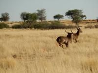 0060 Pirschfahrt in der Kalahari - Wasserböcke