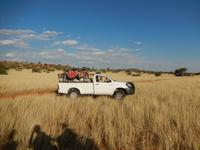 0061 Pirschfahrt in der Kalahari