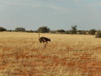 0062 Pirschfahrt in der Kalahari - Strauß