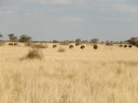 0063 Pirschfahrt in der Kalahari - Strauße