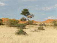 0065 Pirschfahrt in der Kalahari - Webervogelnest