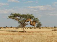 0066 Pirschfahrt in der Kalahari - Webervogelnest