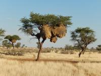 0067 Pirschfahrt in der Kalahari - Webervogelnest