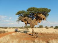 0068 Pirschfahrt in der Kalahari - Webervogelnest