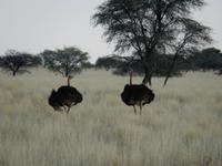 0071 Pirschfahrt in der Kalahari - Strauße