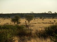 0072 Pirschfahrt in der Kalahari - Giraffe