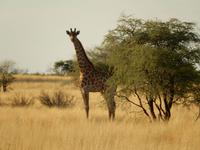 0073 Pirschfahrt in der Kalahari - Giraffe