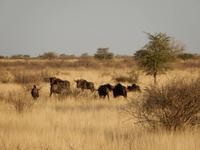 0075 Pirschfahrt in der Kalahari - Gnuherde