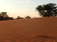 0078 Sundowner in der Kalahari