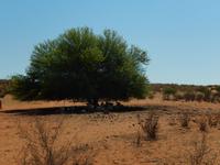 0090 Schafherde in der Kalahari