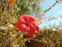 0121 Hibiscus in Keetmanshoop