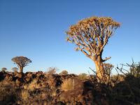 0129 Sundowner im Köcherbaumwald