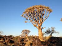 0132 Sundowner im Köcherbaumwald