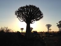 0133 Sundowner im Köcherbaumwald