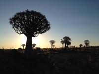 0134 Sundowner im Köcherbaumwald