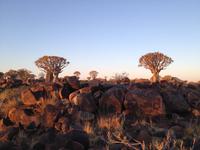 0136 Sundowner im Köcherbaumwald