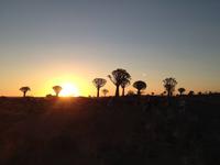 0137 Sundowner im Köcherbaumwald