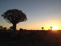 0138 Sundowner im Köcherbaumwald