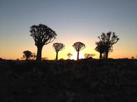 0141 Sundowner im Köcherbaumwald