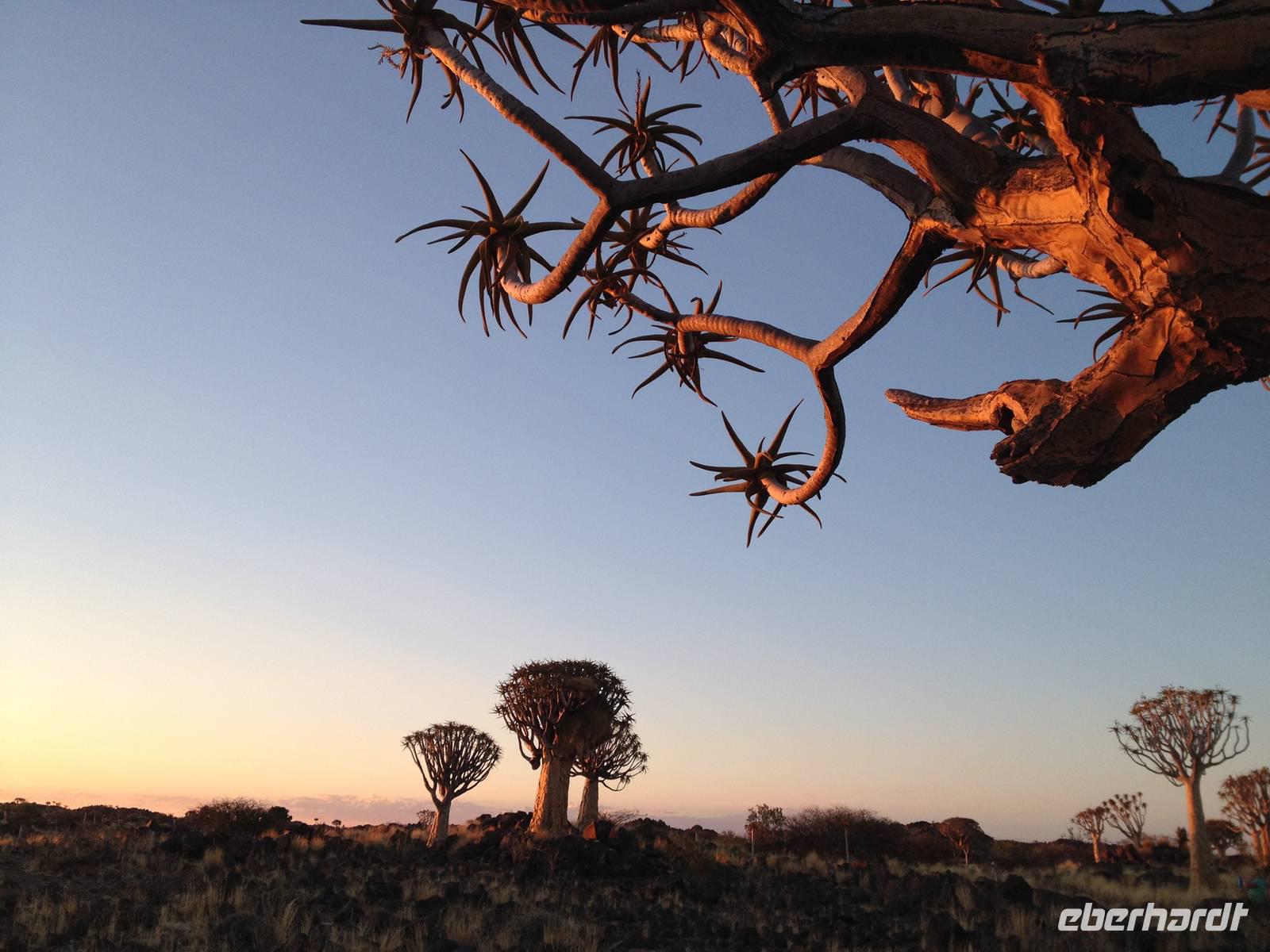 0143 Sundowner im Köcherbaumwald