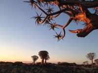 0143 Sundowner im Köcherbaumwald