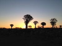 0144 Sundowner im Köcherbaumwald