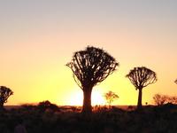 0146 Sundowner im Köcherbaumwald