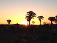 0147 Sundowner im Köcherbaumwald