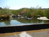 0154 durch das Löwen-Revier