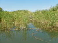 0156 durch das Löwen-Revier