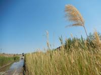 0157 durch das Löwen-Revier