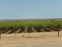 0160 Weinplantage am Naute-Damm