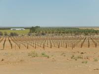 0161 Dattel- und Weinplantagen am Naute-Damm