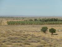 0162 Dattel- und Weinplantagen am Naute-Damm