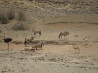 0178 Oryx-Antilopen, Strauß und Springbock