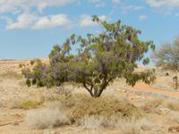 0275 Akazie in der Lodge