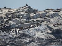 0342 am Diaz Point auf der Lüderitz-Halbinsel