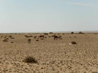0360 Wildpferde auf der Garub-Ebene