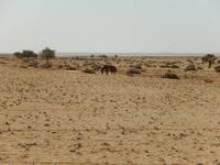 0361 Wildpferde auf der Garub-Ebene