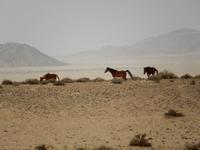 0362 Wildpferde auf der Garub-Ebene