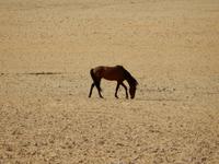 0363 Wildpferde auf der Garub-Ebene