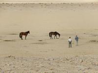0364 Wildpferde auf der Garub-Ebene