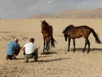 0365 Wildpferde auf der Garub-Ebene