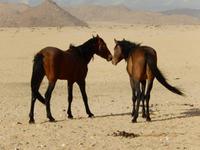 0366 Wildpferde auf der Garub-Ebene